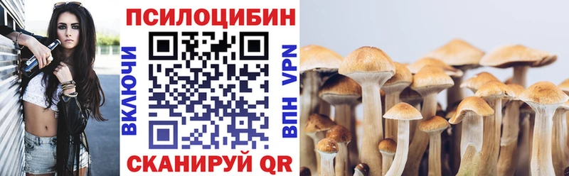 где можно купить   Чухлома  Псилоцибиновые грибы Psilocybe 